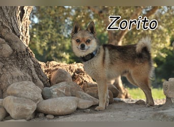 Zeigen Sie Zorito die wunderbare und spannende Welt?