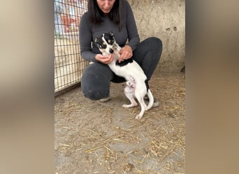 Foltos LM – kleiner Hund mit großem Herzen