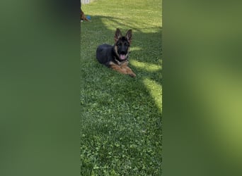 Zantana sucht neues zu Hause 