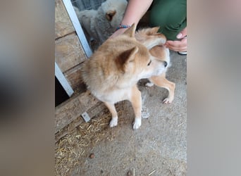 Bibi-Biszu PP – zarte Shiba-Hündin sucht liebevolles Zuhause