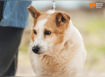 Mila - eine liebevolle Seniorin sucht warmes Körbchen aktuell in 58511 Lüdenscheid