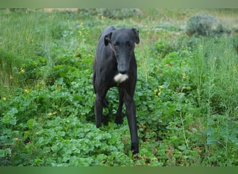Sirius  Black - ein Stern sucht sein Glück