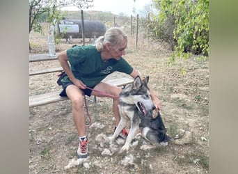 Kody, freut sich auf eine aktive Familie