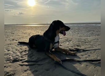 Goldie sucht ihr Zuhause für immer!