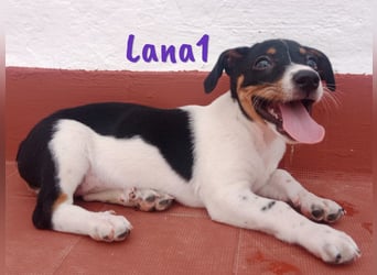 Lana1 geb. 03/2025 (ESP) - verspielte, kleine Bodeguero-Mix Welpin!