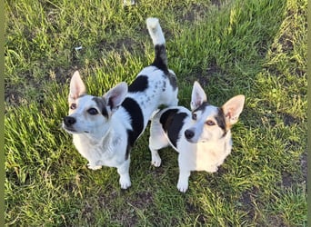 Mara und Max wünschen sich ein neues Zuhause