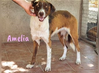 Amelia 08/2018 (ESP) - bezaubernde, ausgeglichene und soziale Hütehund-Mix Hündin!