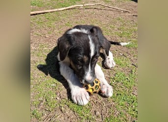 Spiros sucht Traumzuhause!