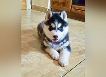 FCI Pedigree Blue Eyed Black & White Siberian Husky Champion Puppy