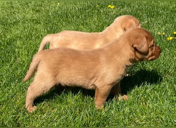 Labrador Welpen in foxred und schwarz aus liebevoller Hobbyzucht