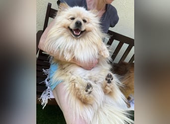 Barney2 SR – kleiner Charmeur sucht beständiges Zuhause