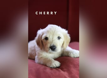Goldendoodle - Welpe