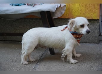 Rosie-SR, ängstliche Hündin sucht Hundeerfahrene Menschen