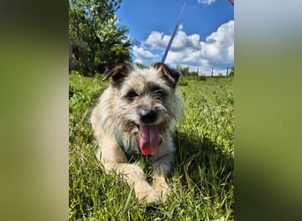 Clark sucht ein neues Zuhause