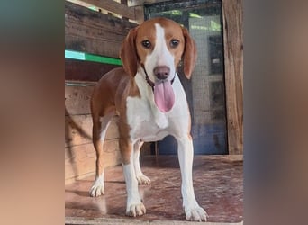 ♥Rosie♥ liebevolle, aktive Bracken-Lady