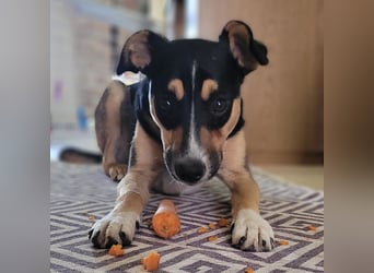 Spikey sucht dringend ein neues Zuhause