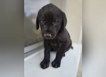 Ryan - liber Hundejunge