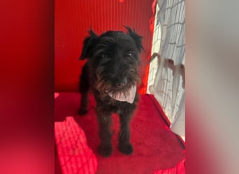 Candy, Schnauzer-Mix, Hündin, geb. am 20.07.2024, 36 cm, 10 kg