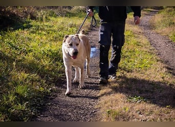THOR - Owtscharka Mix - Herdenschutz- und Wachhund, Einzelgänger, dominant, braucht Konsequenz