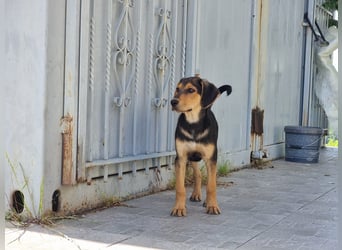 Sammy – kleiner Wirbelwind sucht sein Für-Immer-Zuhause