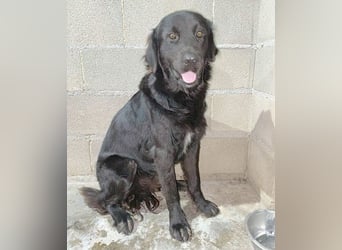 (R) superlieber Familienhund MARVIN - 3 Jahre, 50cm - Flat Coated Retriever