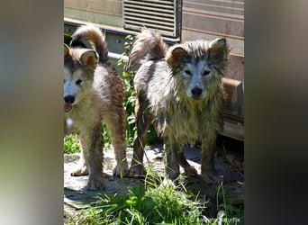 Zuchtstätte Silberglanz- C-Wurf / Alaskan Malamute Welpen - 3 Weibchen/2 Rüden