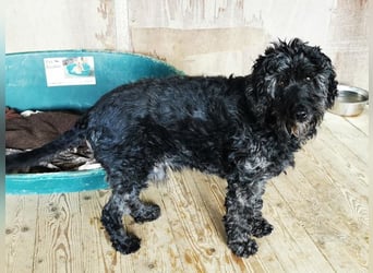 Jack, Schnauzer-Pudel-Mix, geb. 2015, netter Senior sucht Zuhause