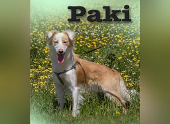 Paky – ein Traumhund aus Portugal