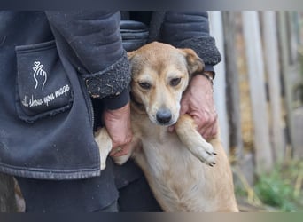 Kleiner Tierschutzhund Bröse❤️sucht Zuhause oder Pflegestelle