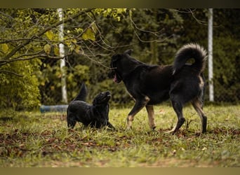 MEMO - der noch etwas schüchterne, aber zugängliche Rüde sucht eine hundeerfahrene Familie
