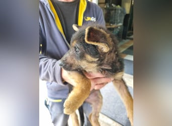 Silny: Hundekind sucht ein Zuhause