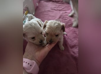 Maltipoo Welpen Rüde