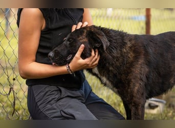 Mateo: sucht Geborgenheit