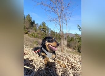 Emma  - Jagdterrier