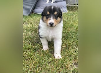 Lang- und Kurzhaar- Collie- Welpen