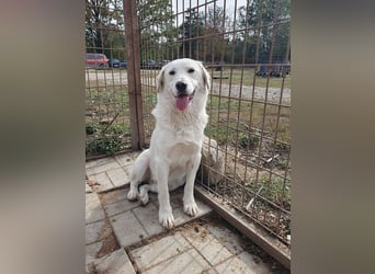 ♥JANOSCH♥ hübscher, sehr lieber, anfangs noch vorsichtiger Labrador-Mix-Rüde 48 cm