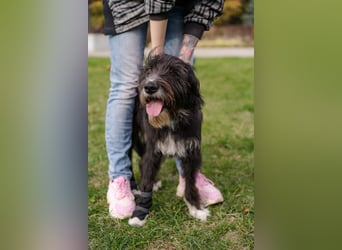 Harley ist ein Hund mit besonderen Bedürfnissen, der ein Zuhause sucht.