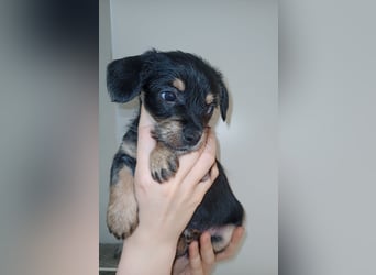Süße Chorkie-Welpen black and tan & beige MIX !!!