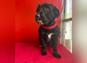 (R) kleiner Herzensbrecher KIKO - 2,5 Jahre, 30cm/8,5kg - Schnauzuer-Mix