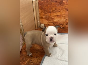 Englische Bulldoggen Welpen– 7 süße Mädels suchen bald ein Zuhause!
