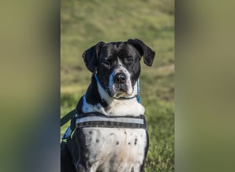 Mozes-SI– Spezieller Hund sucht spezielle Menschen!