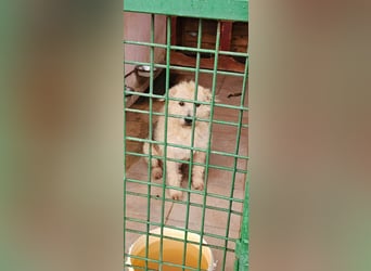 SOS Fluffy sitzt noch in der Tötung