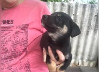 Welpe Bruno: neu im Tierheim