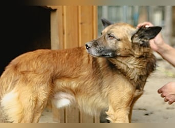 STEVE, Rüde, 9 Jahre, 53cm, Mischling, Tierschutz