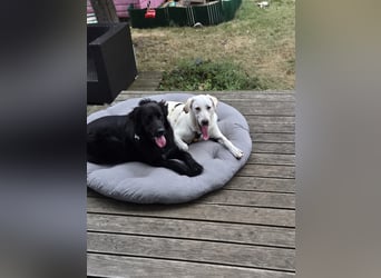 Wayne: Familienhund und treuer Begleiter