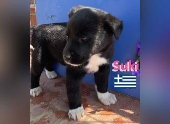 Suki,geb.02/25,hübsches Hundemädchen sucht ihre Familie