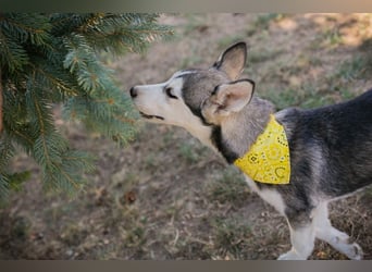 Welpe SHIRA - das Husky-Mix-Mädel bringt eine große Portion Leben und Frohsinn in dein Zuhause