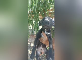 Matu sucht sein Glück