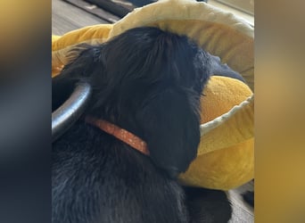 Mittelschnauzer Welpe Rüde
