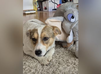 Daisy - freundliche, soziale Jack Russel Terrier Mix-Hündin / z.Zt. noch in Rumänien